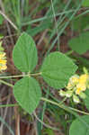 Prairie snoutbean